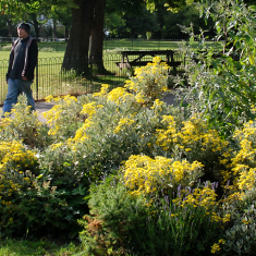 Blakers Park in summer