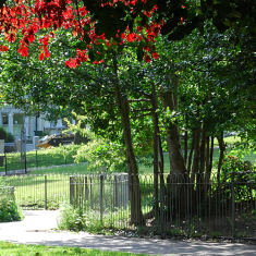 Blakers Park in summer