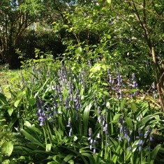 bluebells under the trees | Spring 2015