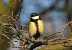 Birds in the Park