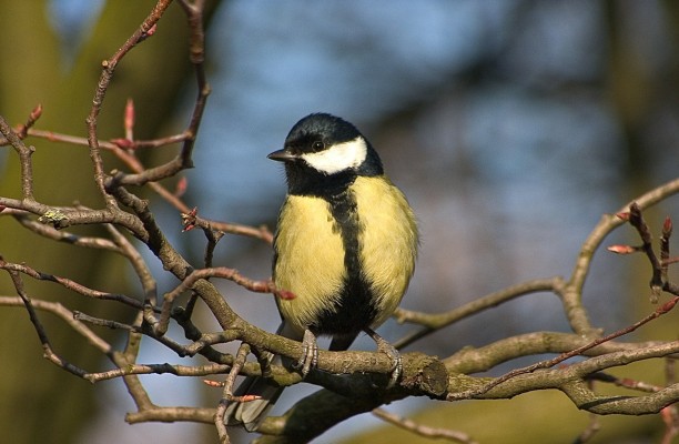 Birds in the Park